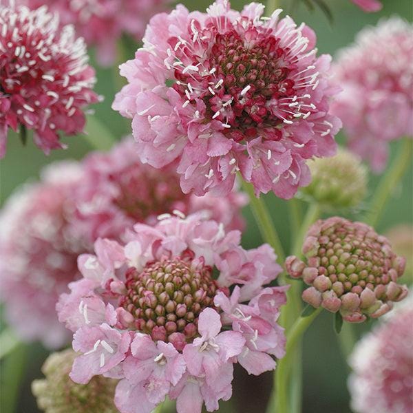 Salmon Queen Scabiosa Seeds