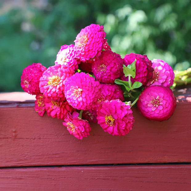 Zinnia Oklahoma Carmine Seeds