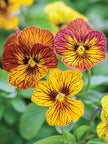 Viola Seeds Angel Tiger Eye Yellow and  Red Mix Flower Seeds