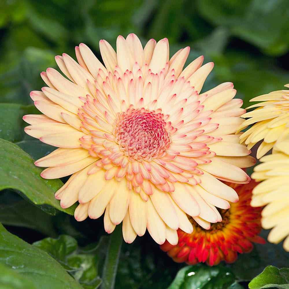 Gerbera Seeds Strawberry Twist