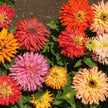 Cactus Zinnia Flowered Mix, Zinnia Seeds