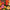 Cactus Zinnia Flowered Mix, Zinnia Seeds