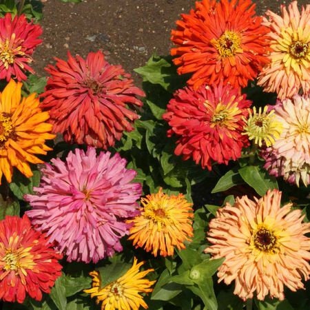 Cactus Zinnia Flowered Mix, Zinnia Seeds