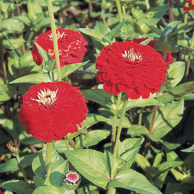 Benary's Giant Deep Red Zinnia Seeds