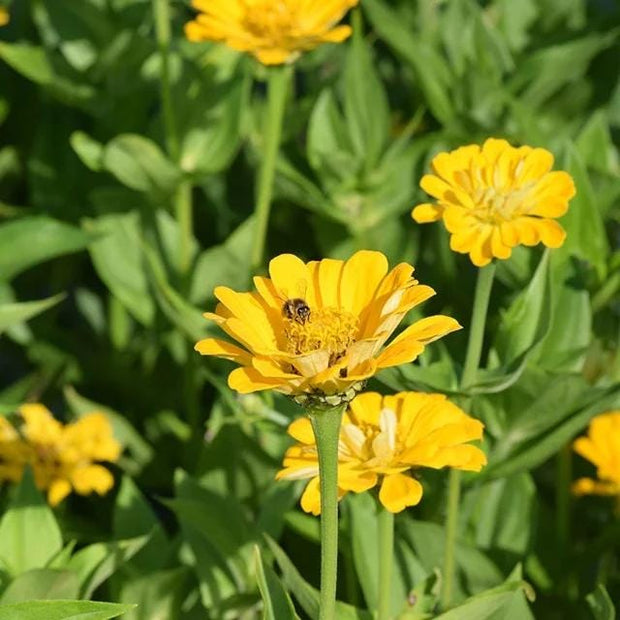 Zinnia Canary Bird