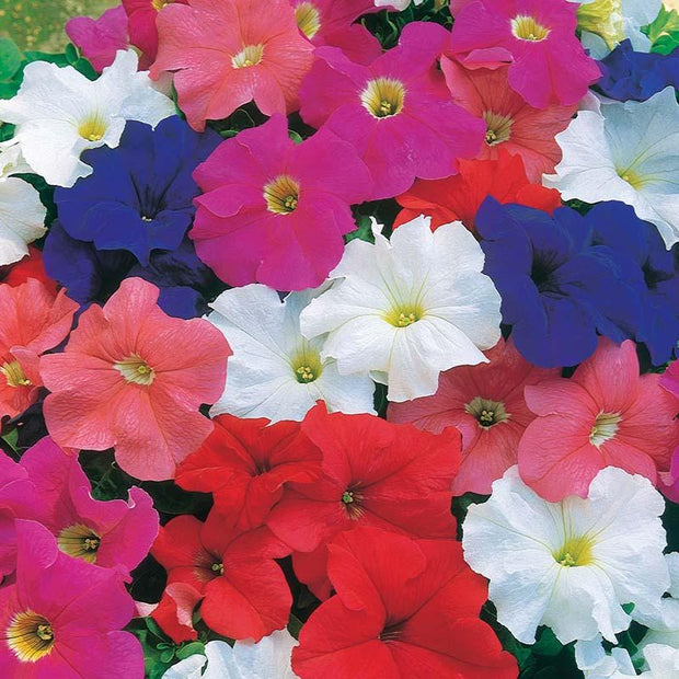 Petunia Dreams Mix Seeds