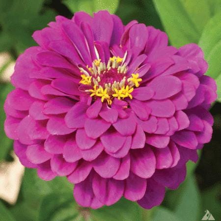 Zinnia Seed Purple Prince Seed