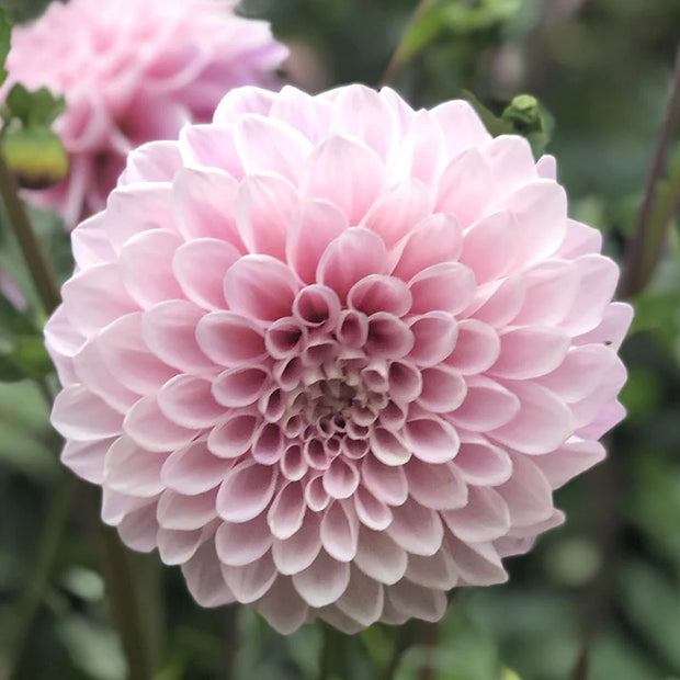 Dahlia Sweet Nathalie Tubers