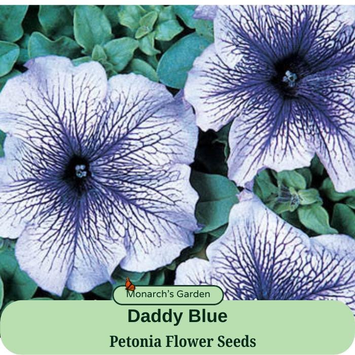 Heirloom Seeds, Petunia Daddy Blue Seeds 50 Petunias Flower Seeds  PELLETED