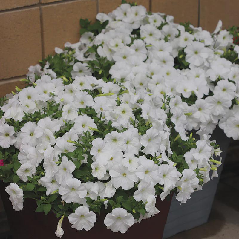 Petunia E3 Easy Wave White Seeds