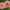 Giant Cactus PINK  Zinnias Seeds