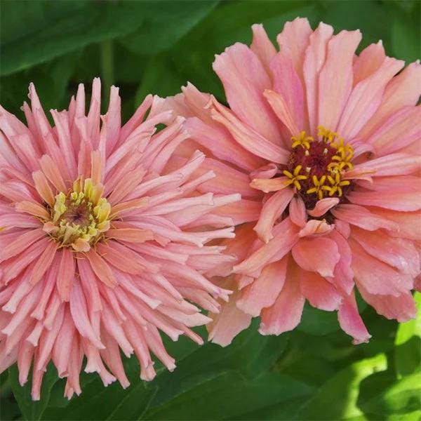 Giant Cactus PINK  Zinnias Seeds