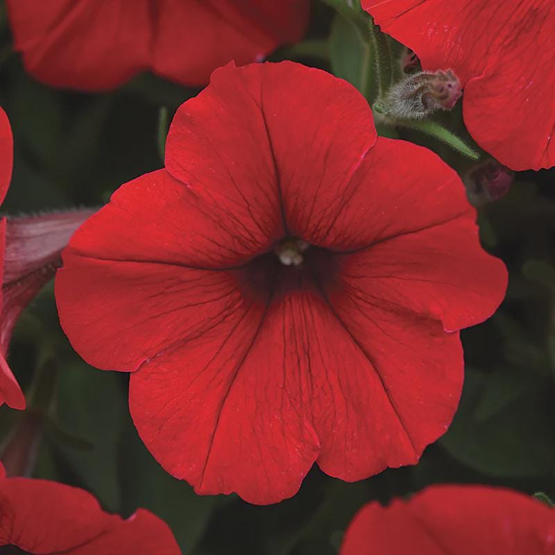 Petunia Easy Wave Mix