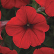 Petunia Easy Wave Mix