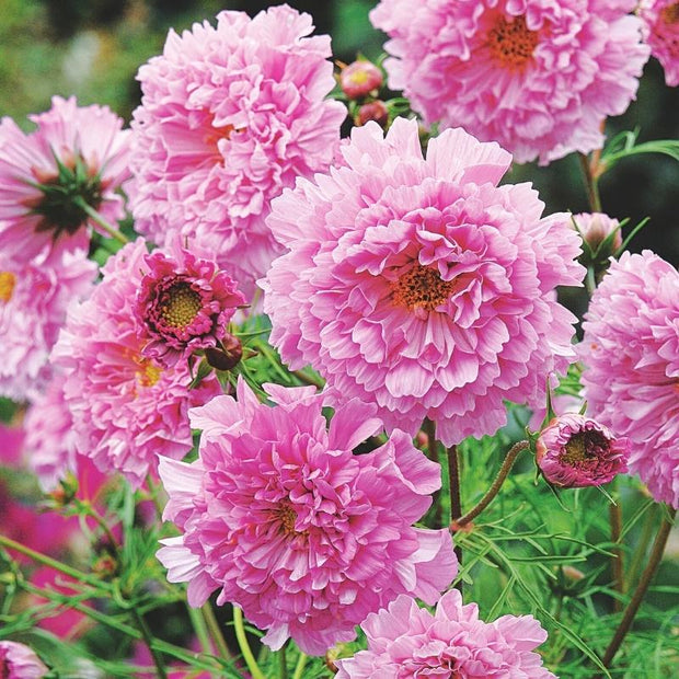 Cosmos Double Click Rose Bonbon Seeds