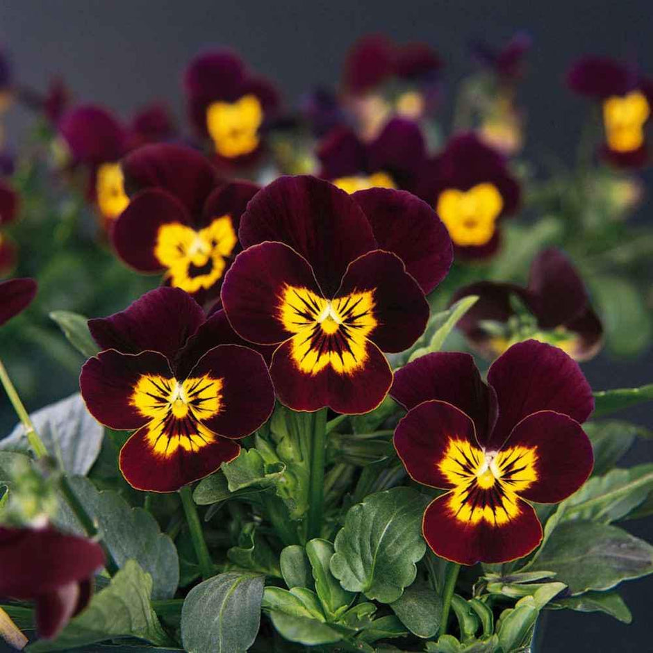 Viola Seeds - Bambini