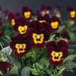 Viola Seeds - Bambini