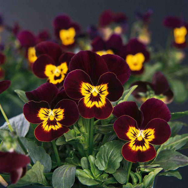 Viola Seeds - Bambini