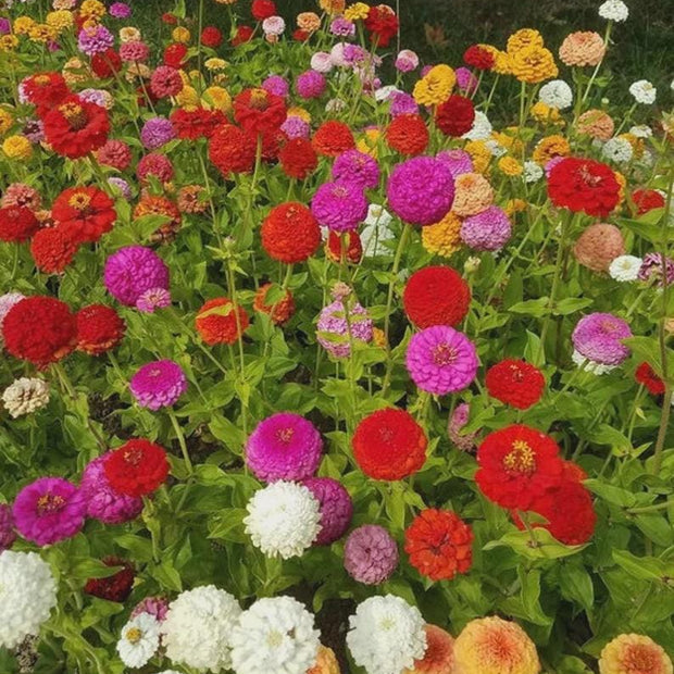 Oklahoma Mix Zinnia Seeds, Zinnia Seed Mix