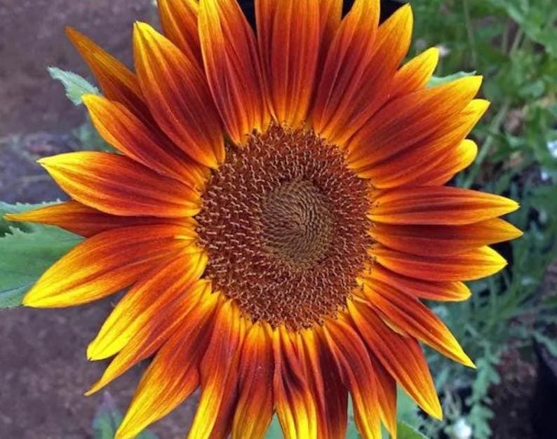 Sunflower Seeds   Little Becka  dwarf Sunflower Seeds