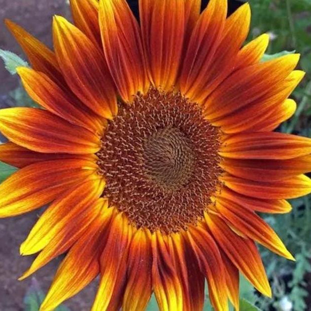 Sunflower Seeds   Little Becka  dwarf Sunflower Seeds