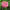 Benary's Giant Bright Pink  Zinnia Seeds