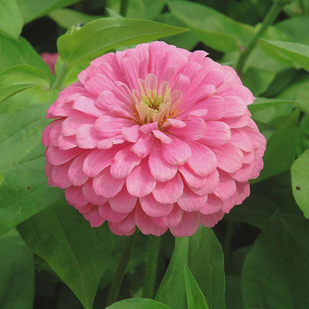 Benary's Giant Bright  Pink Zinnia Seeds
