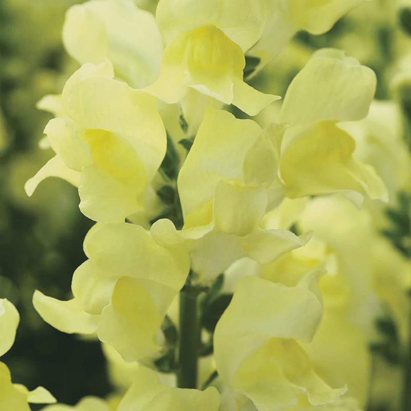 Snapdragon Rocket Mix