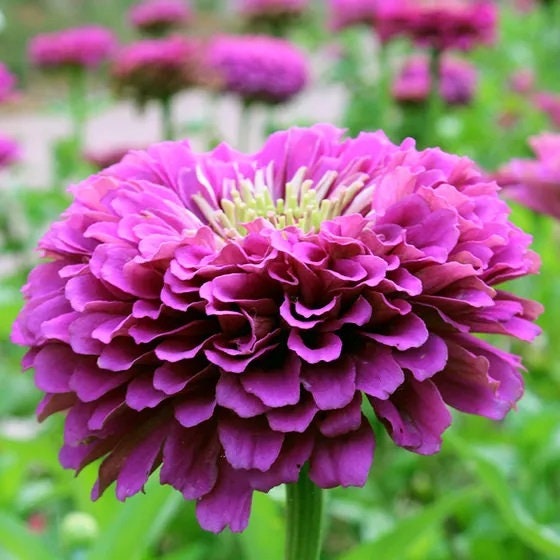 Confetti Zinnia Mix Seeds