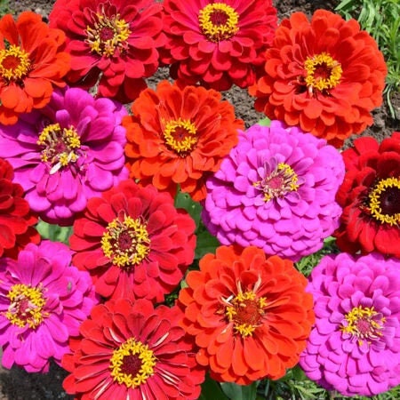Merlot Mix Zinnia Seeds