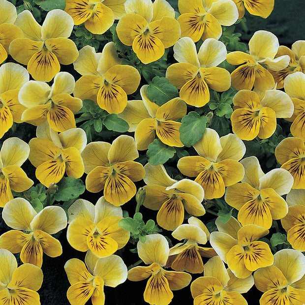 Viola Seeds - Miniola Heart Gold