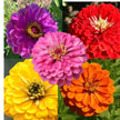Confetti Zinnia Mix Seeds
