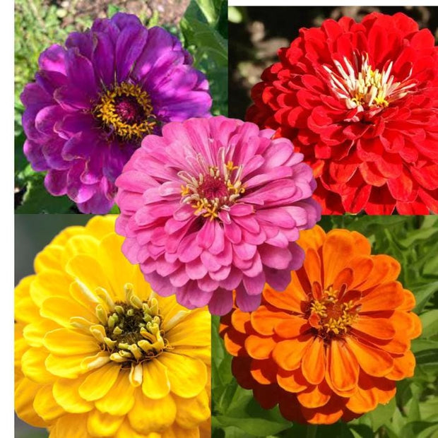 Confetti Zinnia Mix Seeds