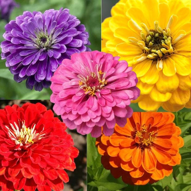 Confetti Zinnia Mix Seeds