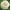 Benary's Giant White Zinnia Seeds