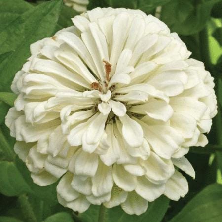 Benary's Giant White Zinnia Seeds