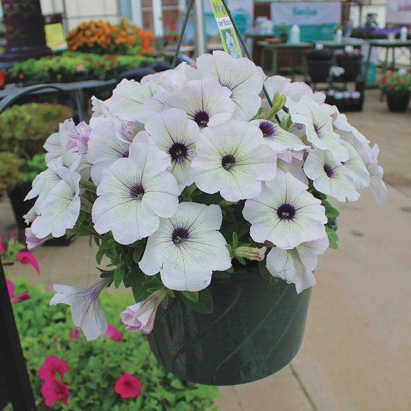 Petunia Trilogy Silver Blotch Seeds
