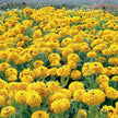 Rudbeckia Maya Flower Seeds