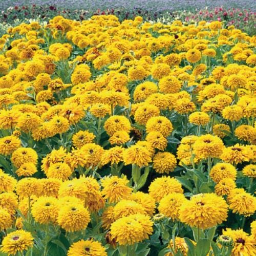 Rudbeckia Maya Flower Seeds