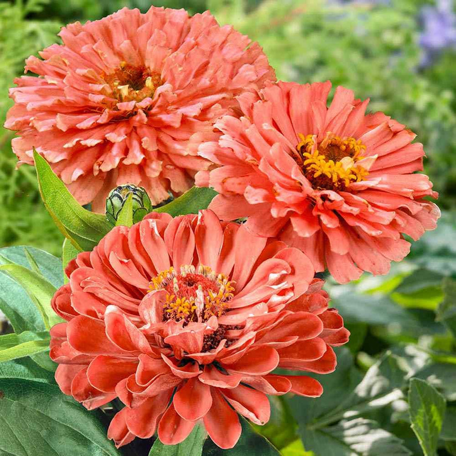 Zinnia Senora Zinnia Seeds