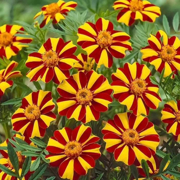 Marigold Mr Majestic