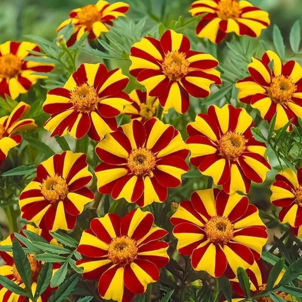 Marigold Mr Majestic