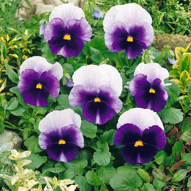 Pansy Seeds - Beaconsfield