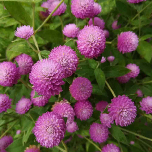 Gomphrena Seeds  Rose Globe Amaranth
