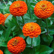 Zinnia Lilliput Orange Seeds Lilliput Orange Zinnia Seeds