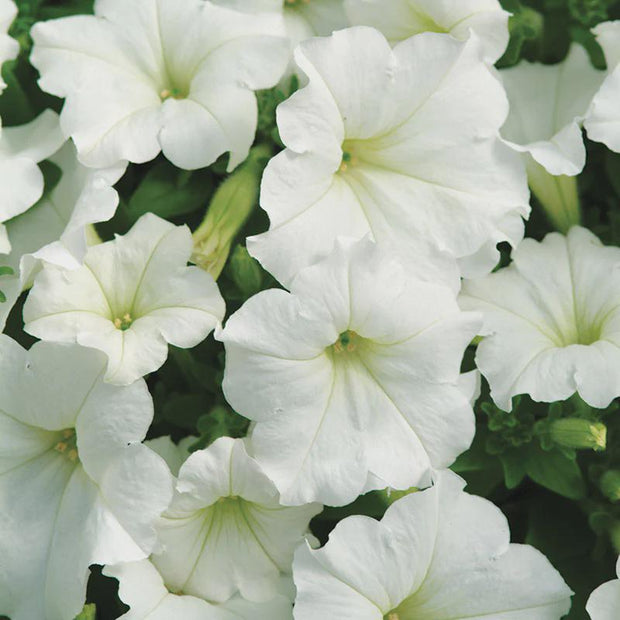 Petunia Easy Wave White Petunia Seeds