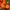 Heirloom French Marigold Seed Safari Bolero Seeds