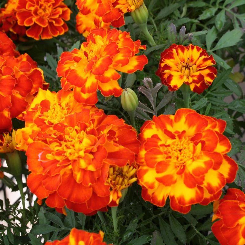 Heirloom French Marigold Seed Safari Bolero Seeds