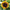 ProCut BiColor Sunflower Seeds