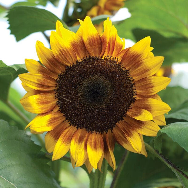 ProCut BiColor Sunflower Seeds